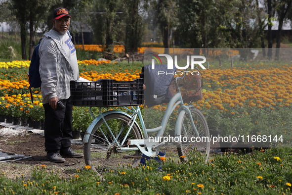 A cyclist rides among Cempasuchil flowers in a greenhouse in Mexico City, Mexico, on October 31, 2023, on the eve of the Day of the Dead. Th...