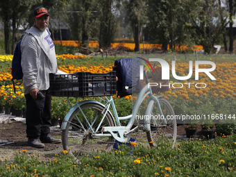 A cyclist rides among Cempasuchil flowers in a greenhouse in Mexico City, Mexico, on October 31, 2023, on the eve of the Day of the Dead. Th...