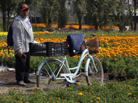 A cyclist rides among Cempasuchil flowers in a greenhouse in Mexico City, Mexico, on October 31, 2023, on the eve of the Day of the Dead. Th...