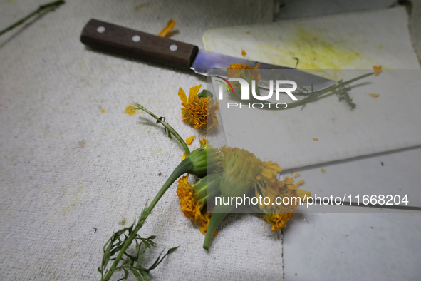 A knife with petals of the Cempasuchil flower is used to prepare pulque in Mexico City, Mexico, on the eve of the Day of the Dead. Pulque is...