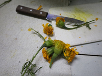 A knife with petals of the Cempasuchil flower is used to prepare pulque in Mexico City, Mexico, on the eve of the Day of the Dead. Pulque is...