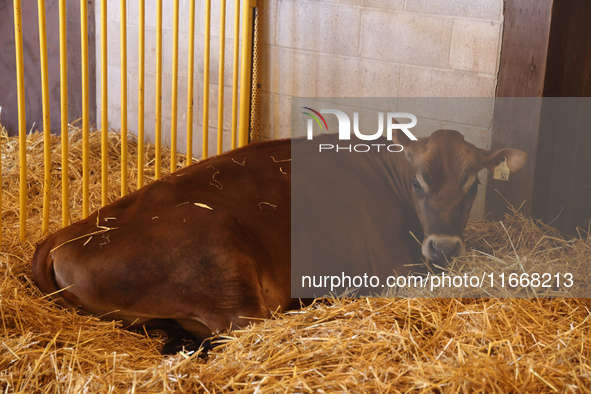 Cows are on display during the 180th annual Markham Fall Fair in Markham, Ontario, Canada, on October 5, 2024. 