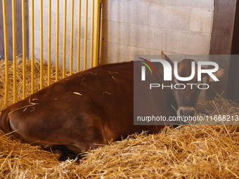 Cows are on display during the 180th annual Markham Fall Fair in Markham, Ontario, Canada, on October 5, 2024. (