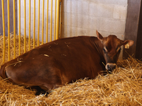 Cows are on display during the 180th annual Markham Fall Fair in Markham, Ontario, Canada, on October 5, 2024. (