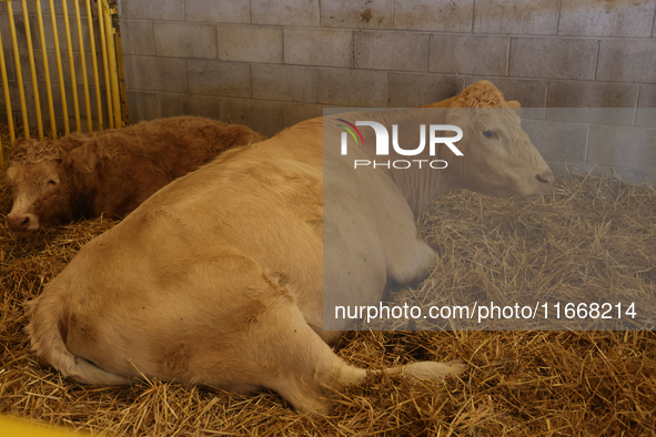 Cows are on display during the 180th annual Markham Fall Fair in Markham, Ontario, Canada, on October 5, 2024. 