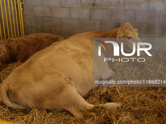 Cows are on display during the 180th annual Markham Fall Fair in Markham, Ontario, Canada, on October 5, 2024. (