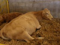 Cows are on display during the 180th annual Markham Fall Fair in Markham, Ontario, Canada, on October 5, 2024. (