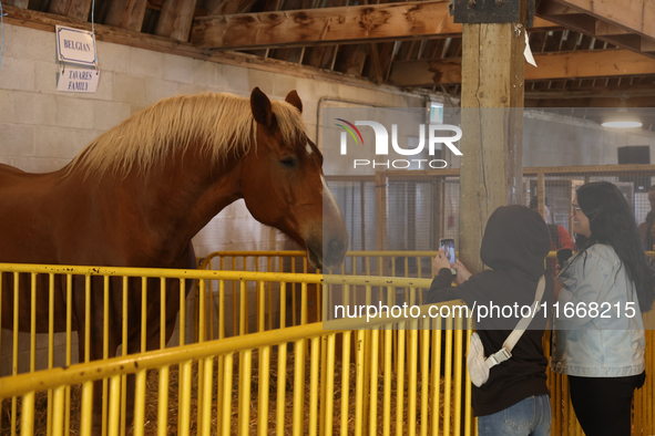 A Belgian draft horse is on display during the 180th annual Markham Fall Fair in Markham, Ontario, Canada, on October 5, 2024. 