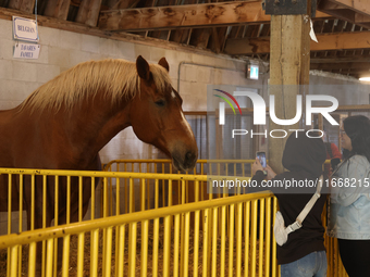 A Belgian draft horse is on display during the 180th annual Markham Fall Fair in Markham, Ontario, Canada, on October 5, 2024. (