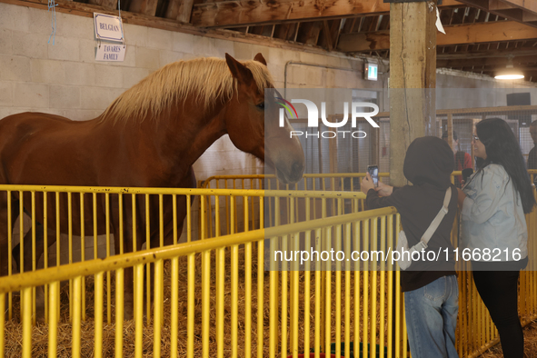 A Belgian draft horse is on display during the 180th annual Markham Fall Fair in Markham, Ontario, Canada, on October 5, 2024. 