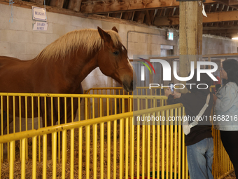 A Belgian draft horse is on display during the 180th annual Markham Fall Fair in Markham, Ontario, Canada, on October 5, 2024. (