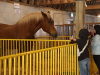 A Belgian draft horse is on display during the 180th annual Markham Fall Fair in Markham, Ontario, Canada, on October 5, 2024. (