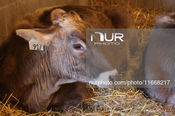 Cows are on display during the 180th annual Markham Fall Fair in Markham, Ontario, Canada, on October 5, 2024. 