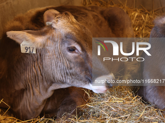 Cows are on display during the 180th annual Markham Fall Fair in Markham, Ontario, Canada, on October 5, 2024. (