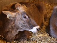 Cows are on display during the 180th annual Markham Fall Fair in Markham, Ontario, Canada, on October 5, 2024. (