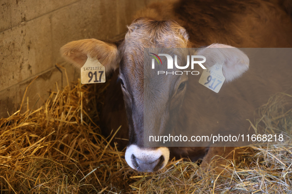 Cows are on display during the 180th annual Markham Fall Fair in Markham, Ontario, Canada, on October 5, 2024. 