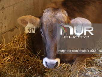 Cows are on display during the 180th annual Markham Fall Fair in Markham, Ontario, Canada, on October 5, 2024. (