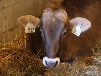 Cows are on display during the 180th annual Markham Fall Fair in Markham, Ontario, Canada, on October 5, 2024. (