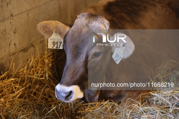 Cows are on display during the 180th annual Markham Fall Fair in Markham, Ontario, Canada, on October 5, 2024. 