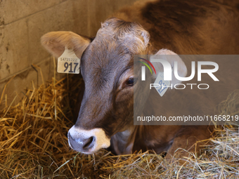 Cows are on display during the 180th annual Markham Fall Fair in Markham, Ontario, Canada, on October 5, 2024. (