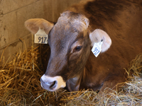 Cows are on display during the 180th annual Markham Fall Fair in Markham, Ontario, Canada, on October 5, 2024. (