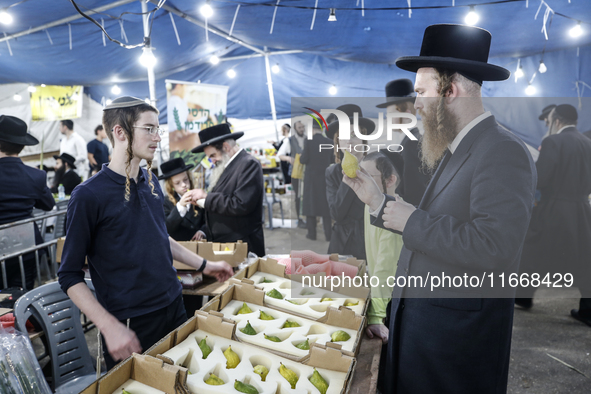 Jewish Clerics Carefully Inspect The Citron, A Fruit From The Lemon Tree And One Of The ''four Kinds'' As Mentioned In Leviticus 23:40, Near...