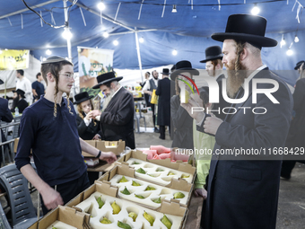 Jewish Clerics Carefully Inspect The Citron, A Fruit From The Lemon Tree And One Of The ''four Kinds'' As Mentioned In Leviticus 23:40, Near...