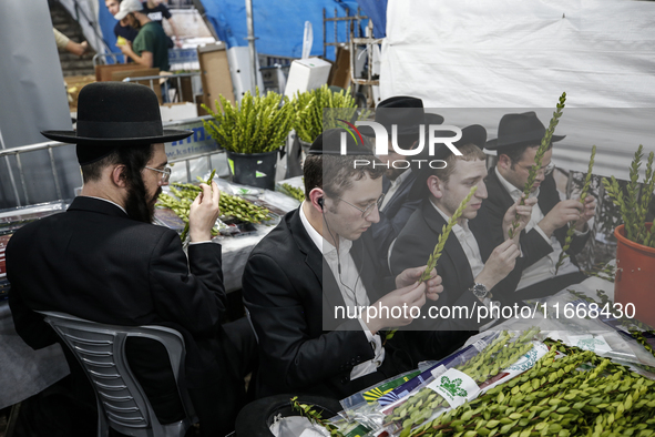 Jewish Clerics Carefully Inspect The Citron, A Fruit From The Lemon Tree And One Of The ''four Kinds'' As Mentioned In Leviticus 23:40, Near...