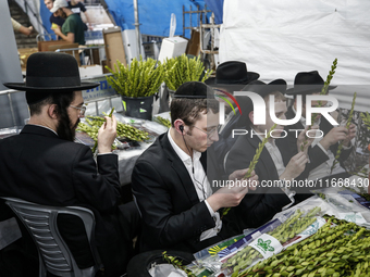 Jewish Clerics Carefully Inspect The Citron, A Fruit From The Lemon Tree And One Of The ''four Kinds'' As Mentioned In Leviticus 23:40, Near...