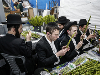 Jewish Clerics Carefully Inspect The Citron, A Fruit From The Lemon Tree And One Of The ''four Kinds'' As Mentioned In Leviticus 23:40, Near...