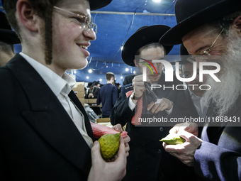 Jewish Clerics Carefully Inspect The Citron, A Fruit From The Lemon Tree And One Of The ''four Kinds'' As Mentioned In Leviticus 23:40, Near...