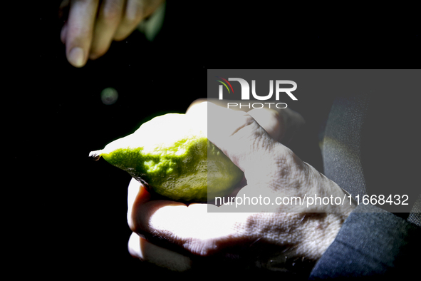 Jewish Clerics Carefully Inspect The Citron, A Fruit From The Lemon Tree And One Of The ''four Kinds'' As Mentioned In Leviticus 23:40, Near...