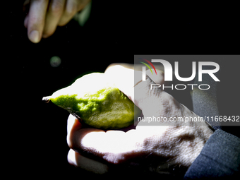 Jewish Clerics Carefully Inspect The Citron, A Fruit From The Lemon Tree And One Of The ''four Kinds'' As Mentioned In Leviticus 23:40, Near...