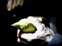 Jewish Clerics Carefully Inspect The Citron, A Fruit From The Lemon Tree And One Of The ''four Kinds'' As Mentioned In Leviticus 23:40, Near...