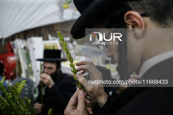 Jewish Clerics Carefully Inspect The Citron, A Fruit From The Lemon Tree And One Of The ''four Kinds'' As Mentioned In Leviticus 23:40, Near...