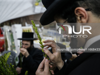 Jewish Clerics Carefully Inspect The Citron, A Fruit From The Lemon Tree And One Of The ''four Kinds'' As Mentioned In Leviticus 23:40, Near...