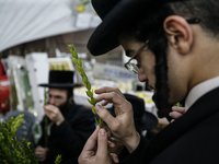 Jewish Clerics Carefully Inspect The Citron, A Fruit From The Lemon Tree And One Of The ''four Kinds'' As Mentioned In Leviticus 23:40, Near...