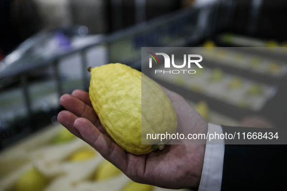 Jewish Clerics Carefully Inspect The Citron, A Fruit From The Lemon Tree And One Of The ''four Kinds'' As Mentioned In Leviticus 23:40, Near...