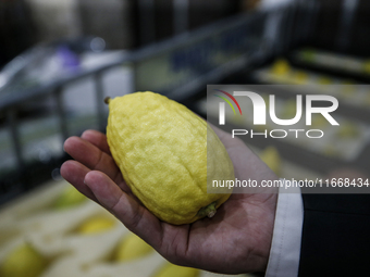 Jewish Clerics Carefully Inspect The Citron, A Fruit From The Lemon Tree And One Of The ''four Kinds'' As Mentioned In Leviticus 23:40, Near...