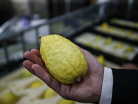 Jewish Clerics Carefully Inspect The Citron, A Fruit From The Lemon Tree And One Of The ''four Kinds'' As Mentioned In Leviticus 23:40, Near...