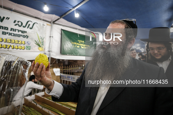 Jewish Clerics Carefully Inspect The Citron, A Fruit From The Lemon Tree And One Of The ''four Kinds'' As Mentioned In Leviticus 23:40, Near...