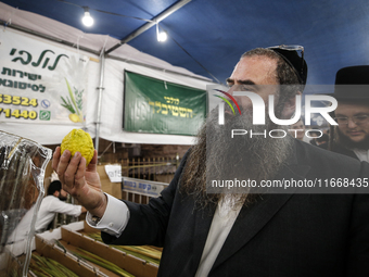 Jewish Clerics Carefully Inspect The Citron, A Fruit From The Lemon Tree And One Of The ''four Kinds'' As Mentioned In Leviticus 23:40, Near...