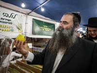 Jewish Clerics Carefully Inspect The Citron, A Fruit From The Lemon Tree And One Of The ''four Kinds'' As Mentioned In Leviticus 23:40, Near...