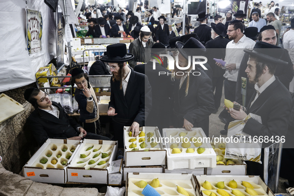 Jewish Clerics Carefully Inspect The Citron, A Fruit From The Lemon Tree And One Of The ''four Kinds'' As Mentioned In Leviticus 23:40, Near...