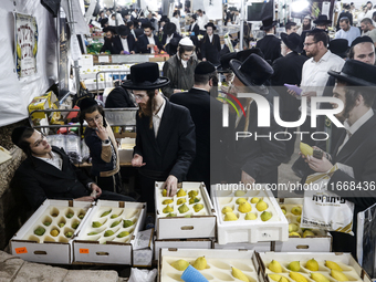 Jewish Clerics Carefully Inspect The Citron, A Fruit From The Lemon Tree And One Of The ''four Kinds'' As Mentioned In Leviticus 23:40, Near...