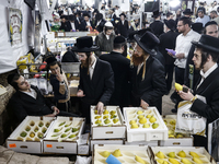 Jewish Clerics Carefully Inspect The Citron, A Fruit From The Lemon Tree And One Of The ''four Kinds'' As Mentioned In Leviticus 23:40, Near...