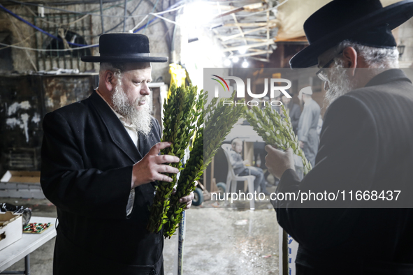 Jewish Clerics Carefully Inspect The Citron, A Fruit From The Lemon Tree And One Of The ''four Kinds'' As Mentioned In Leviticus 23:40, Near...