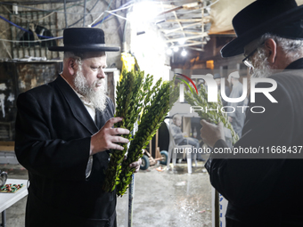 Jewish Clerics Carefully Inspect The Citron, A Fruit From The Lemon Tree And One Of The ''four Kinds'' As Mentioned In Leviticus 23:40, Near...