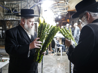 Jewish Clerics Carefully Inspect The Citron, A Fruit From The Lemon Tree And One Of The ''four Kinds'' As Mentioned In Leviticus 23:40, Near...