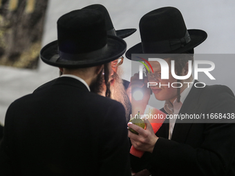 Jewish Clerics Carefully Inspect The Citron, A Fruit From The Lemon Tree And One Of The ''four Kinds'' As Mentioned In Leviticus 23:40, Near...